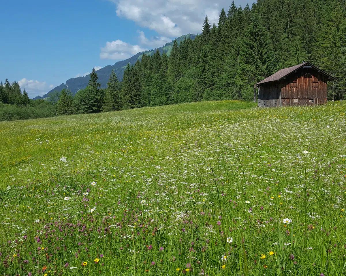 Naturzeithof Hirschegg (Vorarlberg) 외부 사진